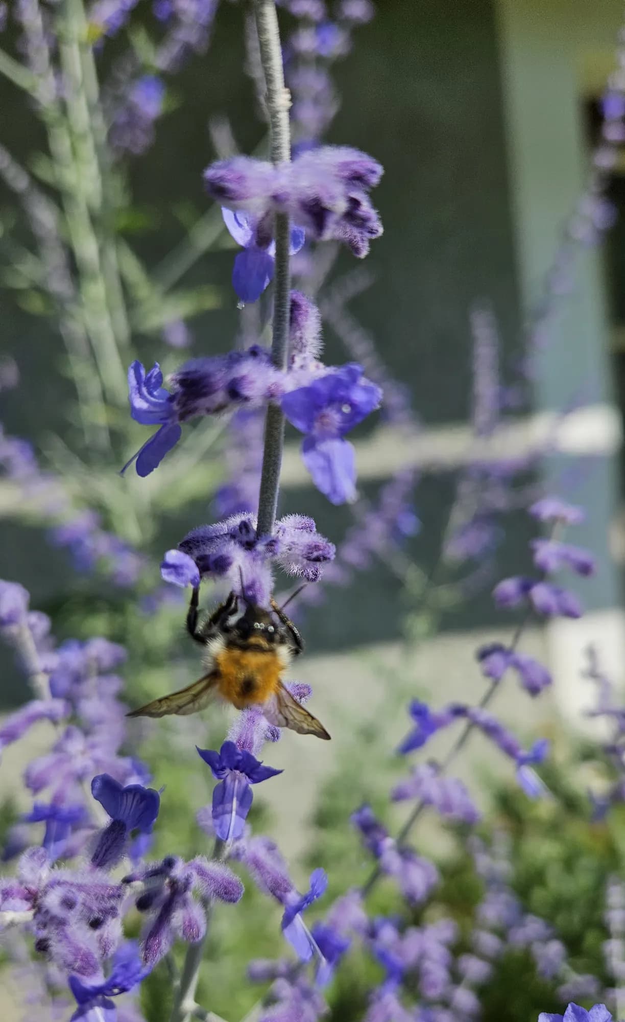 Biene an blauen Blüten im Garten