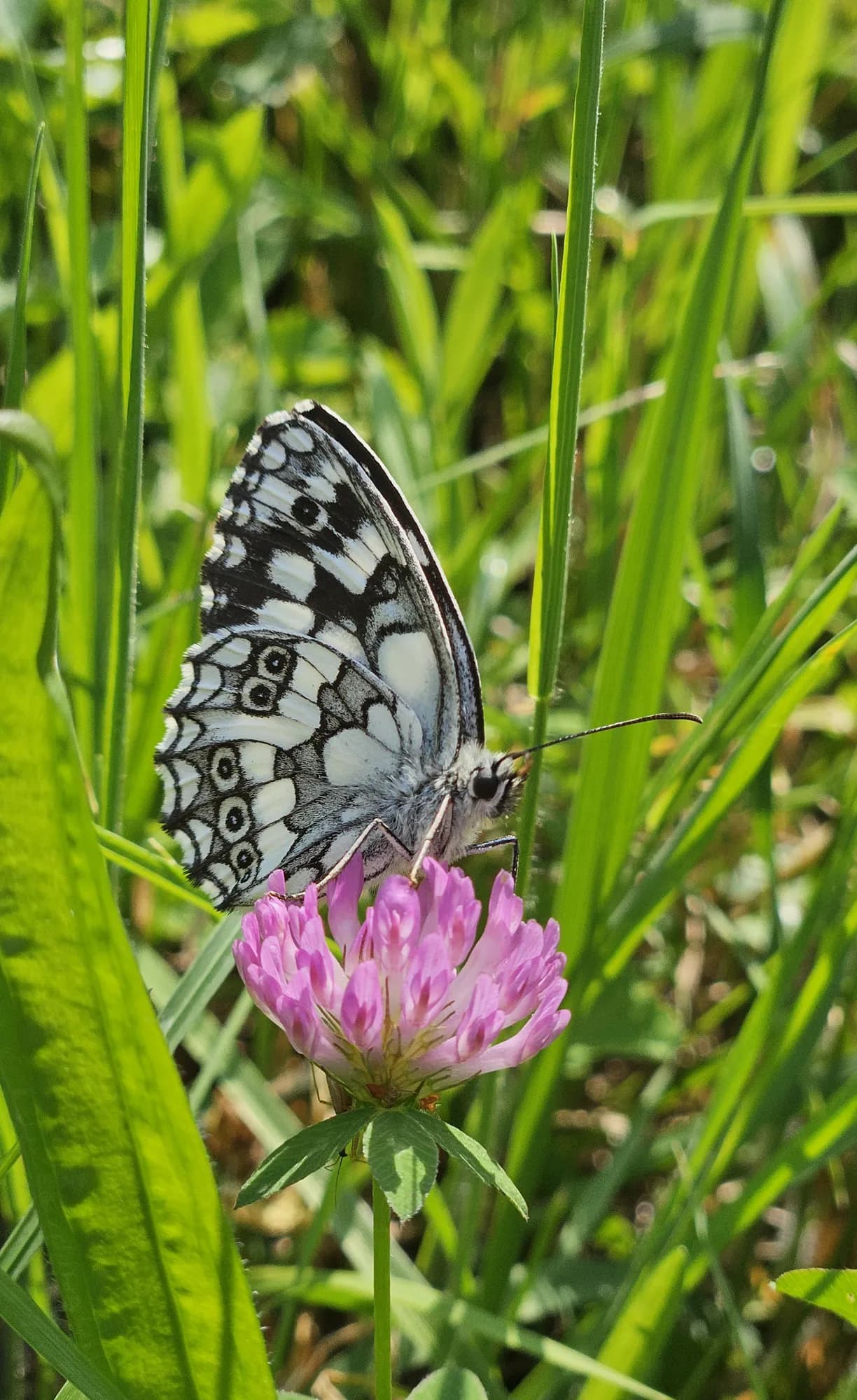 Schmetterling auf einer Kleeblüte